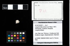 Foto (Objekt + Etikett) von Longodromites excisus (von Meyer, 1857)  (NHMW-GEO-2014-0194-0011)